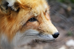 3. Platz: Gisela Moutschka (Rotfuchs)