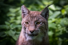 2. Platz: Thomas Hirschmann (Luchs)