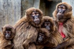 Tierfotografie: Andreas Ochsenkühn - Affen