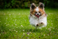 Tierfotografie: Birgit Rilk - Hund in Action