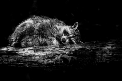 Tierfotografie: Birgit Rilk - Waschbär