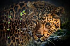 Tierfotografie: Klaus-Peter Volkmann - Leopard