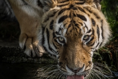 Tierfotografie: Thomas Hirschmann -Tiger