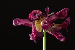 Tulpe I (Foto: Alois Komenda)