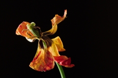 Tulpe II (Foto: Alois Komenda)