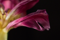Tulpendetail (Foto: Alois Komenda)