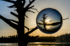 Experimentell Glaskugel Toter Baum Fohnsee (Foto: Andy Ilmberger)