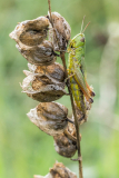 Makro Grashüpfer (Foto: Andy Ilmberger)