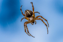 Makro Tarantula 01 (Foto: Andy Ilmberger)