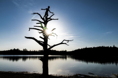 Stillleben Silhouette (Foto: Andy Ilmberger)
