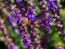 Makro Bienen (Foto: Andy Ilmberger)