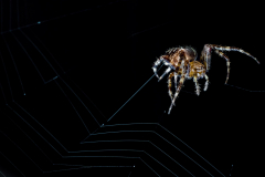 Makro Tarantula 02 (Foto: Andy Ilmberger)