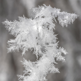 Makro Eisblume (Foto: Andy Ilmberger)