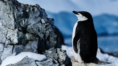 Zügelpinguin - © Stefan Ißmer