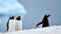Eselspinguine - © Stefan Ißmer