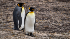 Königspinguine auf Saunders Island (Falkland) - © Stefan Ißmer