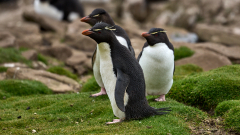Felsenpinguine auf Saunders Island (Falkland) - © Stefan Ißmer
