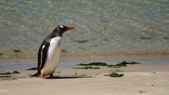 Eselspinguin - Abschied am Strand von New Island (Falkland) - © Stefan Ißmer