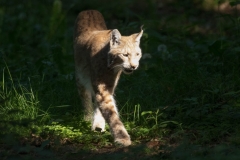Luchs (P. Schreyer)