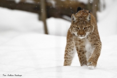 Karlheinz Steinberger: Luchs im Schnee