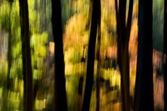 Thomas Hirschmann: Im Wald