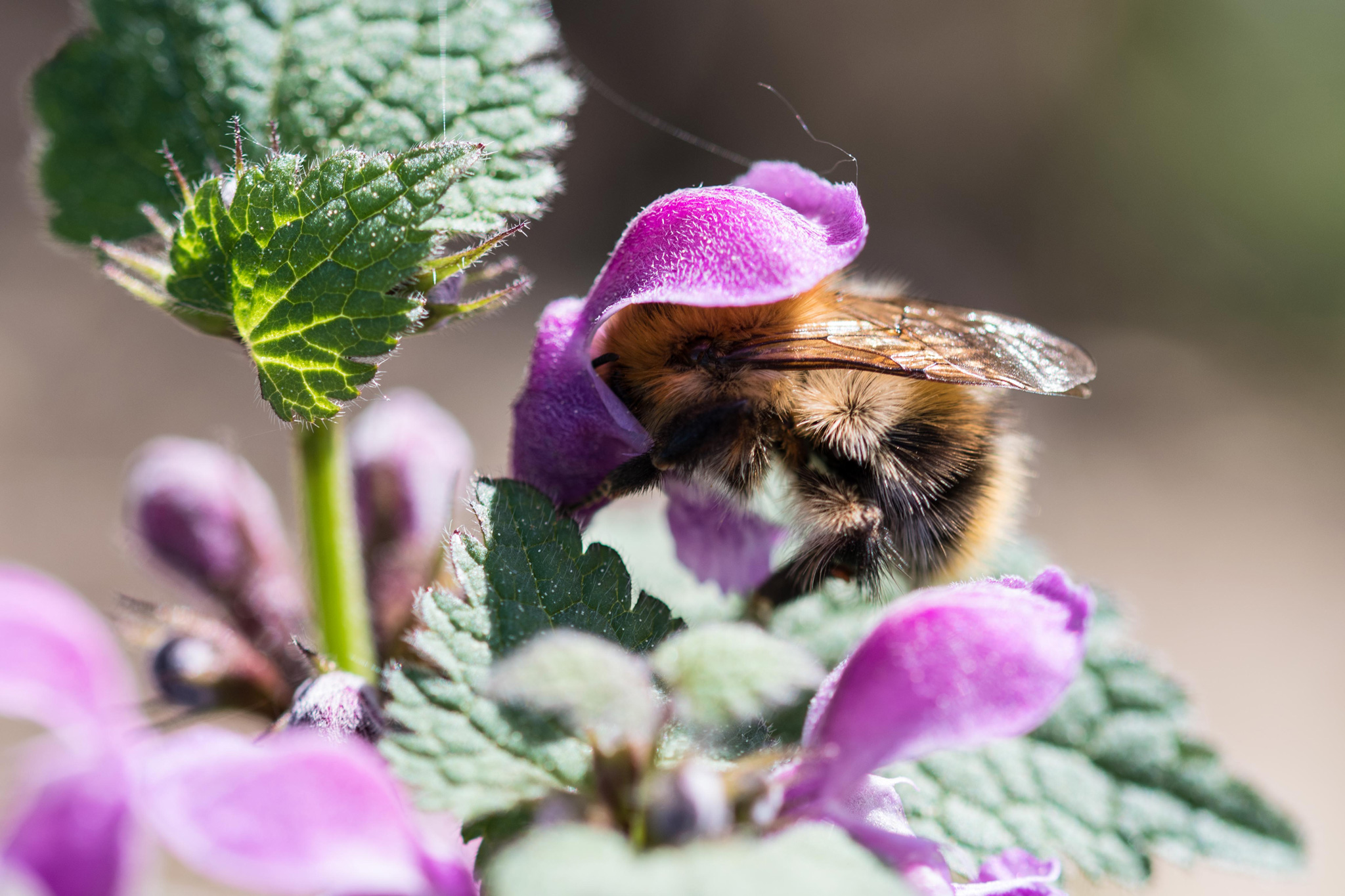 Pelzbiene in einer Blüte (Foto: Steffi Linke)