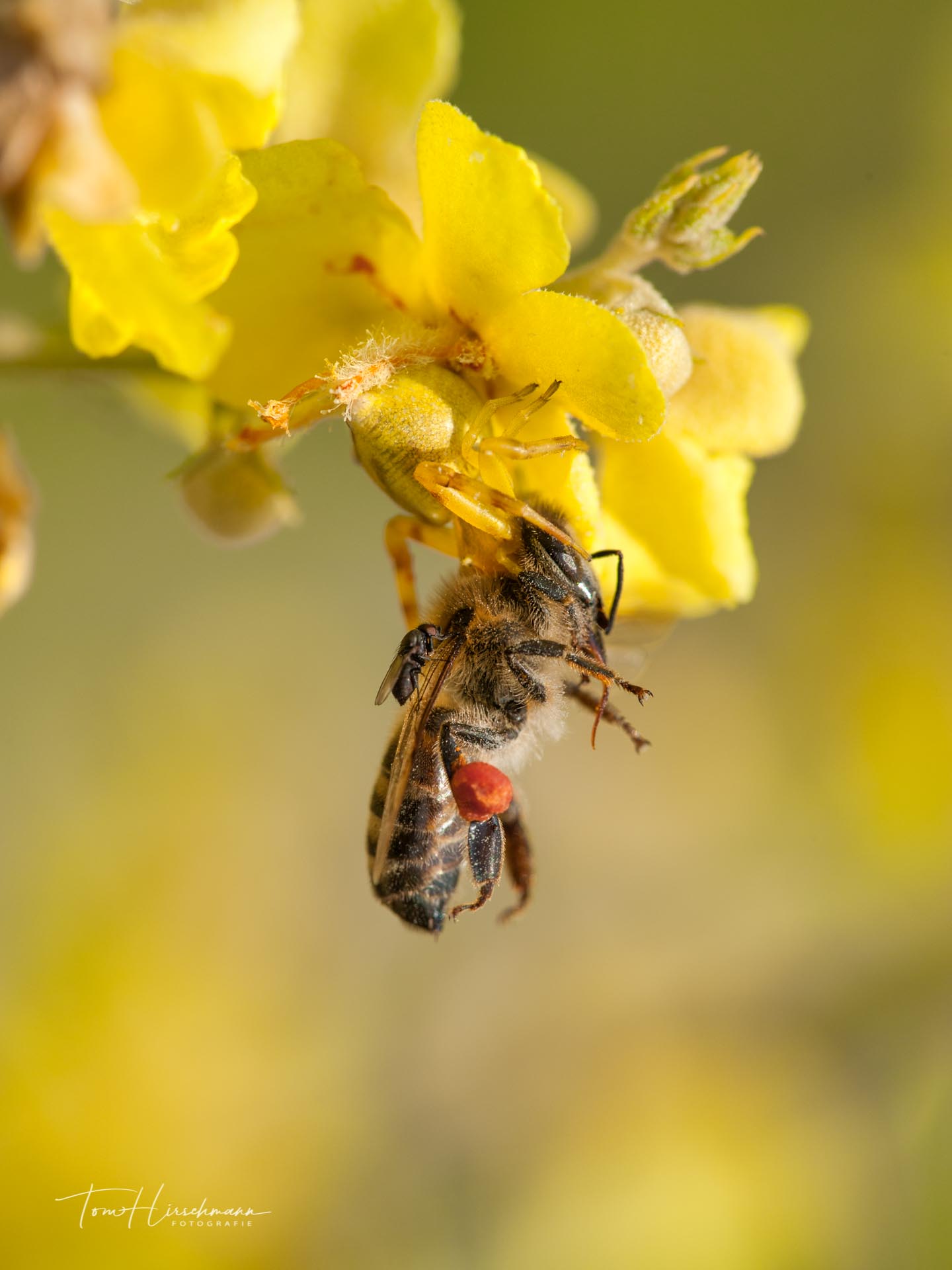 Trio Infernale: Fliege auf Biene auf Spinne (Foto: Tom Hirschmann)