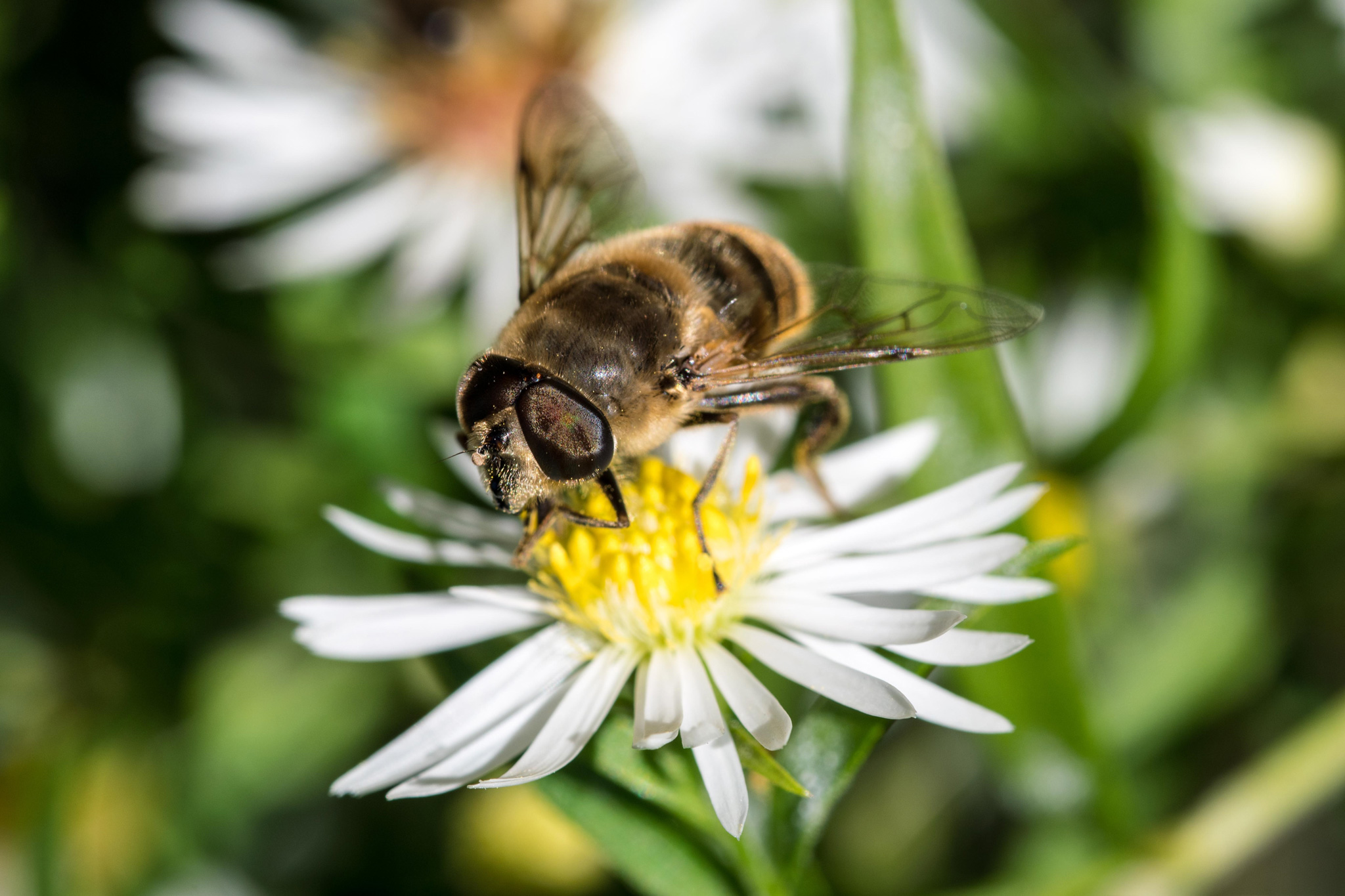 Einer Biene zum Verwechseln ähnlich: hier hat sich eine Schwebefliege in unsere Galerie geschlichen (Foto: Steffi Linke)