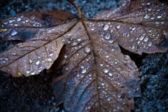 Herbst (Foto: Birgit Rilk)