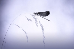 FotoclubWolfratshausen_B1_MihailowitschPia_dragonfly