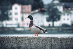 7.) Ein Tier (Foto: Chris Weber)