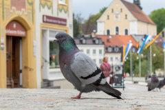 7.) Ein Tier (Foto: Peter Schreyer)