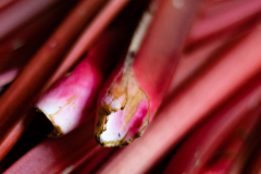 6.) Etwas Rotes, das man essen kann (Foto: Peter Schreyer)