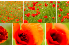 Fototableau "Mohnfeld", (c) Sandra Ilmberger
