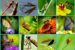 Insekten ( (c) Gisela Moutschka)