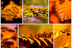 Herbstblätter ( (c) Gisela Moutschka)