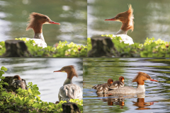Enten ( (c) Klaus Rühling)