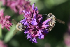 Zwei Fliegen (Foto: Gisela Moutschka)