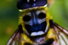 Alien (Foto: Gisela Moutschka)