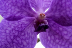Gesichter der Natur (Foto: Gisela Moutschka)