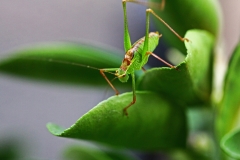 Grashüpfer (Foto: Gisela Moutschka)