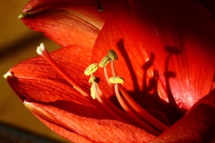 Schattenspiel (Foto: Gisela Moutschka)