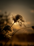 (c) Helga Orterer