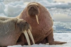 Impressionen aus "Odyssee der Naturfotografie" von Karl Seidl 