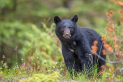 Impressionen aus "Odyssee der Naturfotografie" von Karl Seidl 