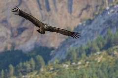 Impressionen aus "Odyssee der Naturfotografie" von Karl Seidl 