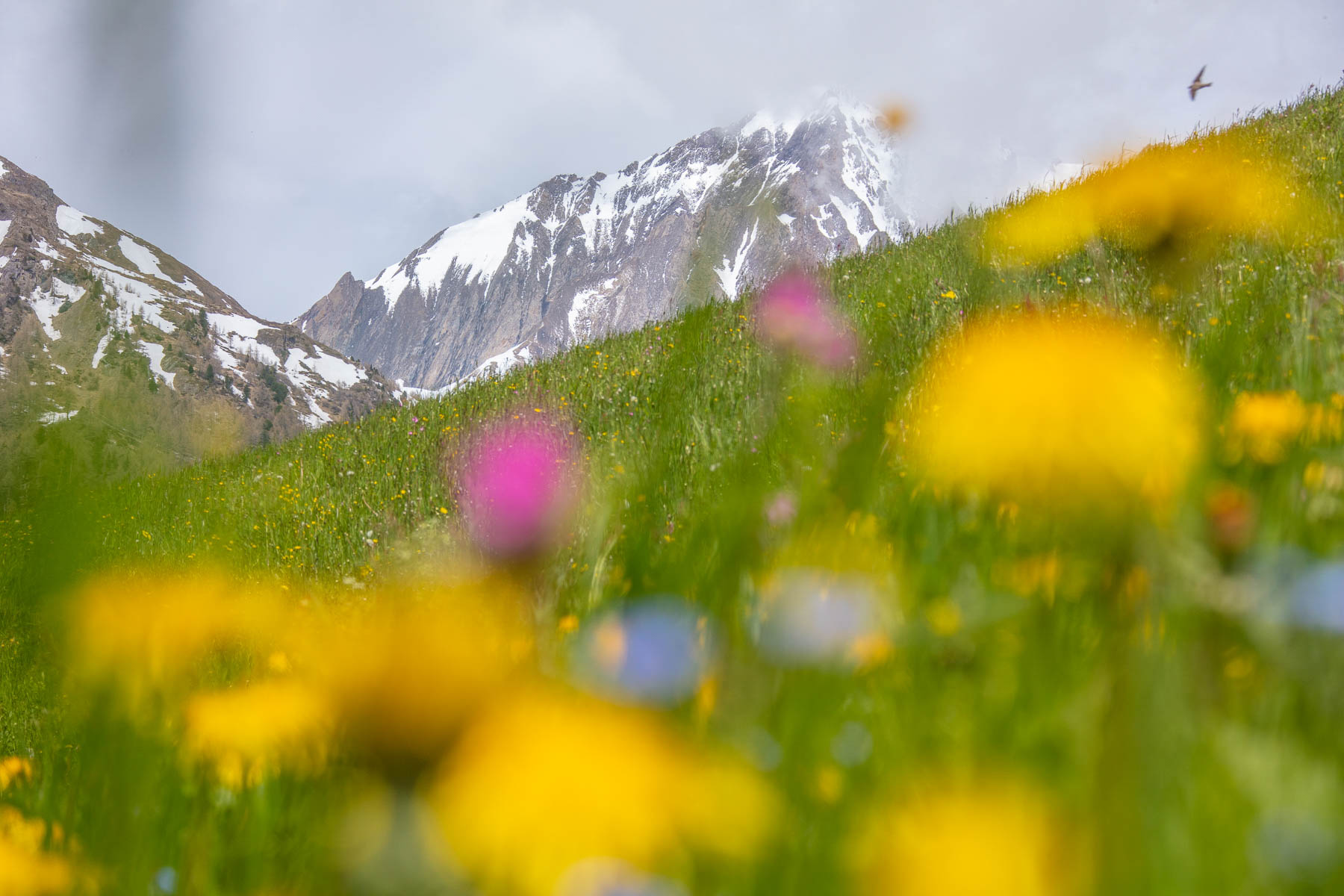 Aufnahmen aus dem Vortrag \"Osttirol: Alpine Wildnis - Zeitlose Schönheit\" / © Karl Seidl