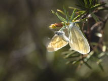 KatjaPohl_Natur_P4262739