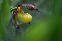 KatjaPohl_Natur_P5231537