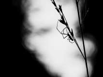 KatjaPohl_Natur_PB236769
